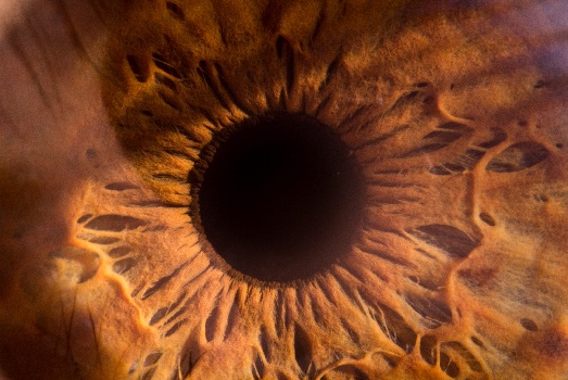 Human Iris